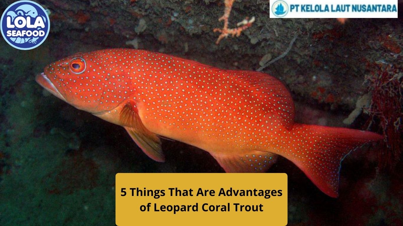 5 Things That Are Advantages of Leopard Coral Trout
